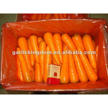 Nueva cosecha Fresh Carrot de China